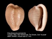 Pseudopusula spongicola (2)